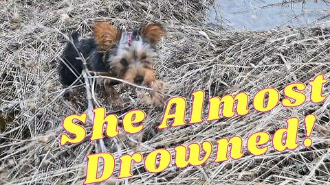 New Yorkie Puppy Fail!