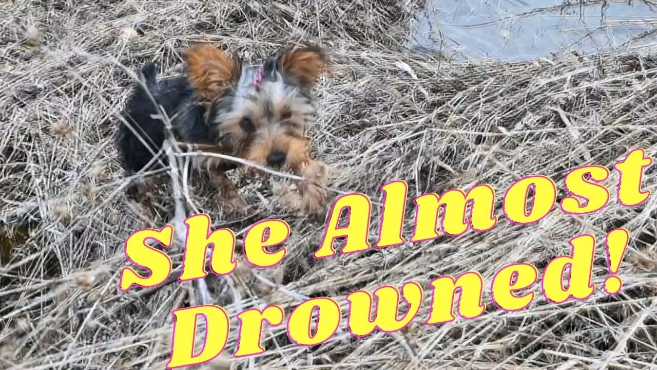 New Yorkie Puppy Fail!