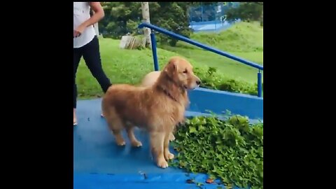 Funny Animals|Cute Dog