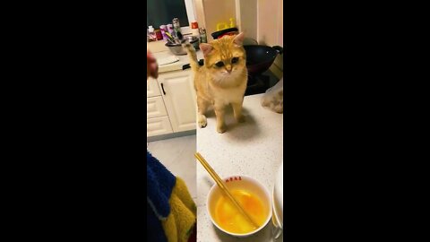 The end 😂😂#dogs #funny #🤣🤣🤣 #funnyvideos #dog #pet #pets #animal #cat #cats #fyp #animals #wee