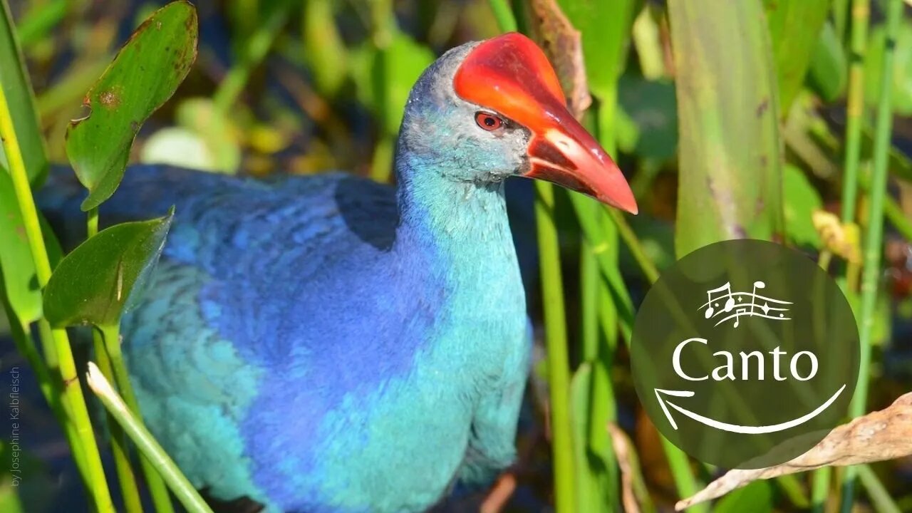 Incrível Pássaro Exótico - Purple Swamphen Sound