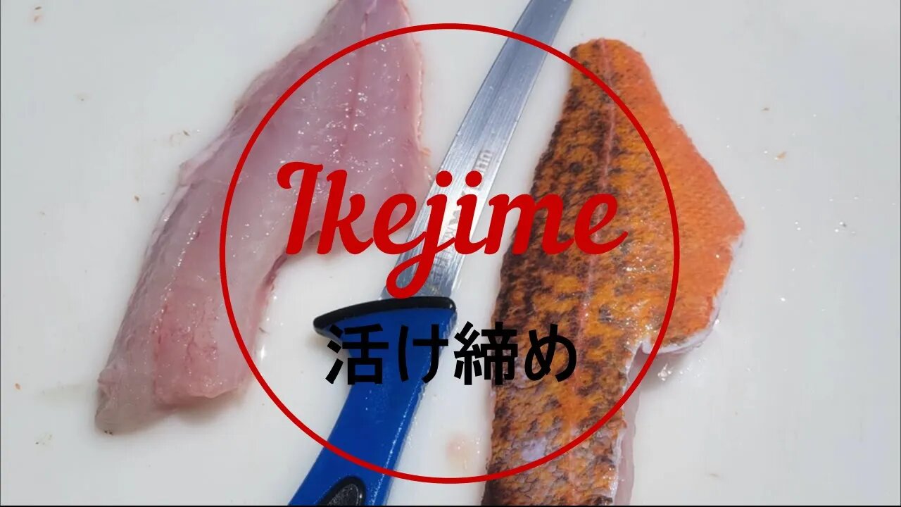 Ikejime Steps - Japanese Fish Preparation - 活け締め