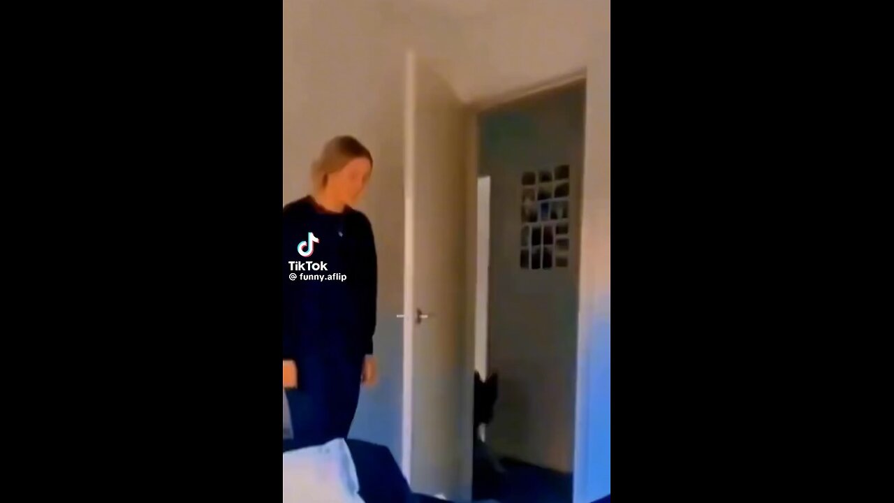 prank with animals