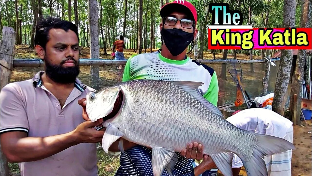 দানবীয় মাছ শিকার পর্ব-৫🎣Hunting🐬King Size Katla Fish By Hook in fishing competition🎣#king_fishing