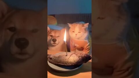 Funniest Cat And Dogs 😂 Funny Animal Videos 2023