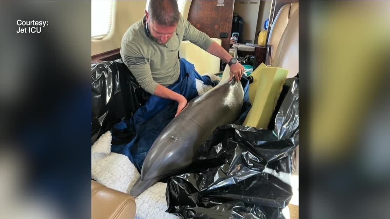 Tampa-based company helps transport dolphin from Texas to Florida Keys