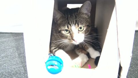Kitten Gets out of His Personal Bathroom