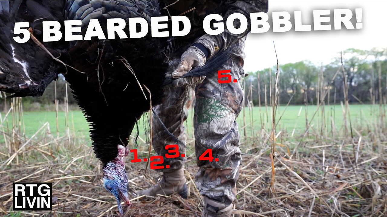 BOWHUNTING a 5 BEARDED TOM!!