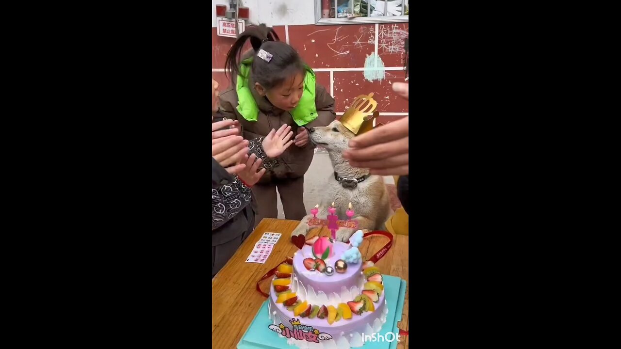 Dog birthday