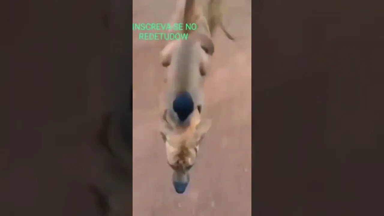 ZAP : O MACACO E O CACHORRO