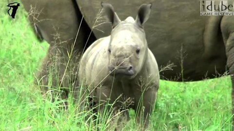 Baby Southern White Rhino