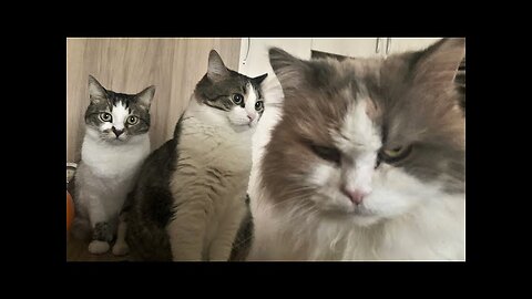 Funny animals - Funny cats dogs - Funny animal videos