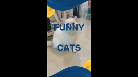 Funny Cats Shots