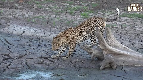 Male Leopard Tries To Drink Without Sinking In The Mud