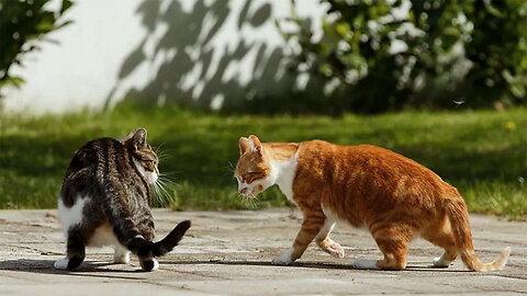 Two Cats arguing - Funny animals video 2023