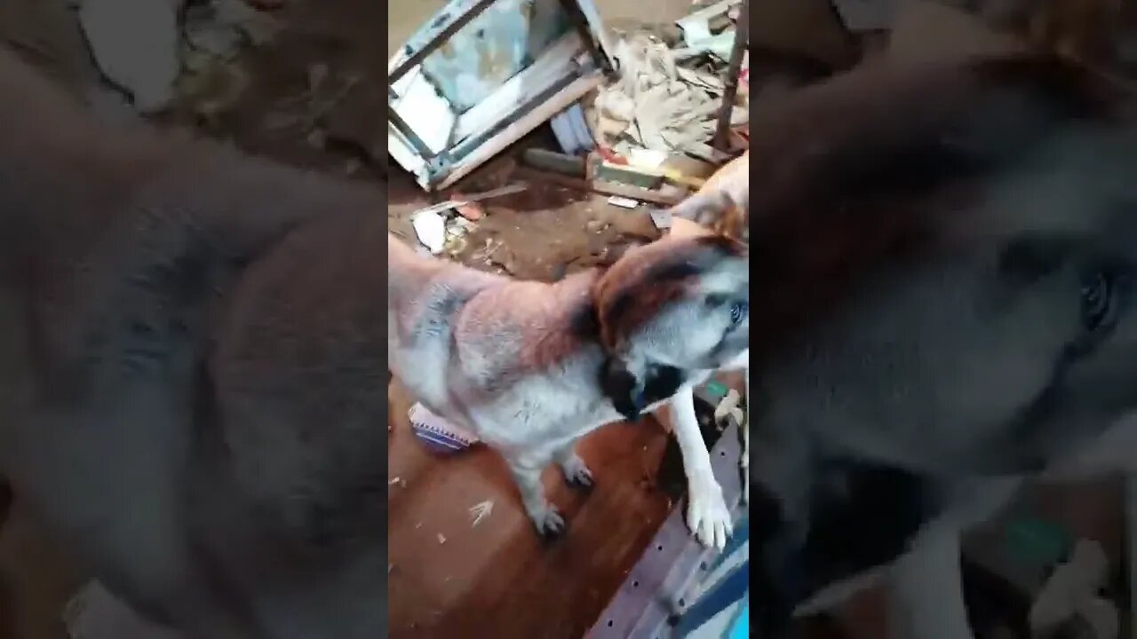 dog