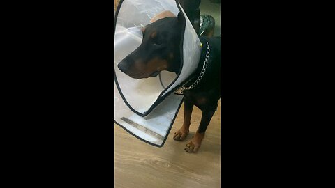 Doberman freezes for the camera