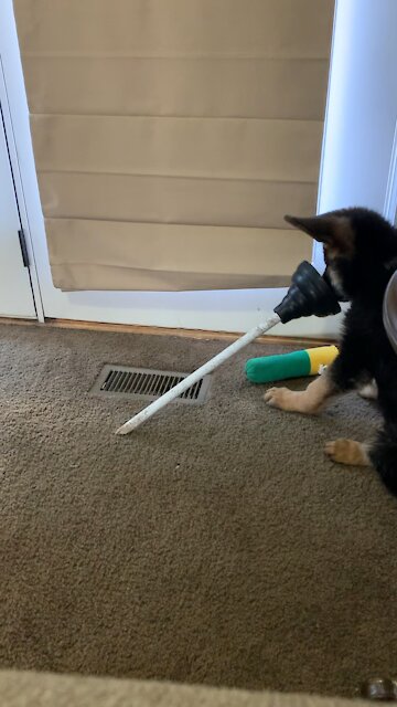 Puppy stole plunger and now it’s his favorite toy