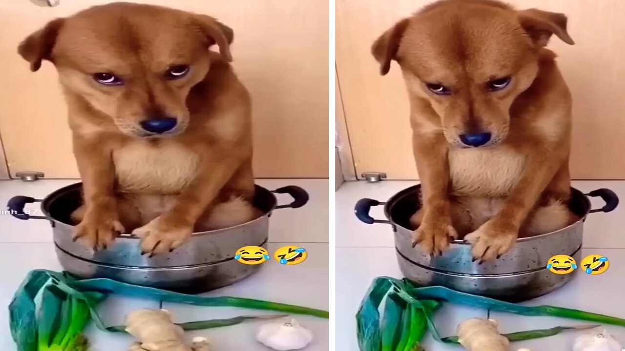 Dog sitting quietly listening to scolding