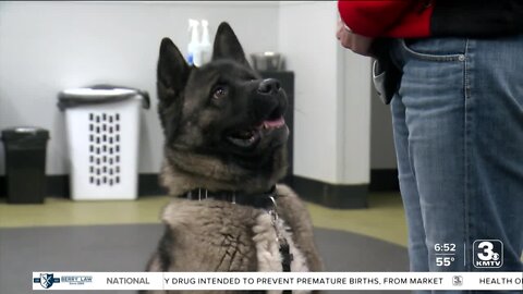 Adoption Option: Boomer at the Nebraska Humane Society