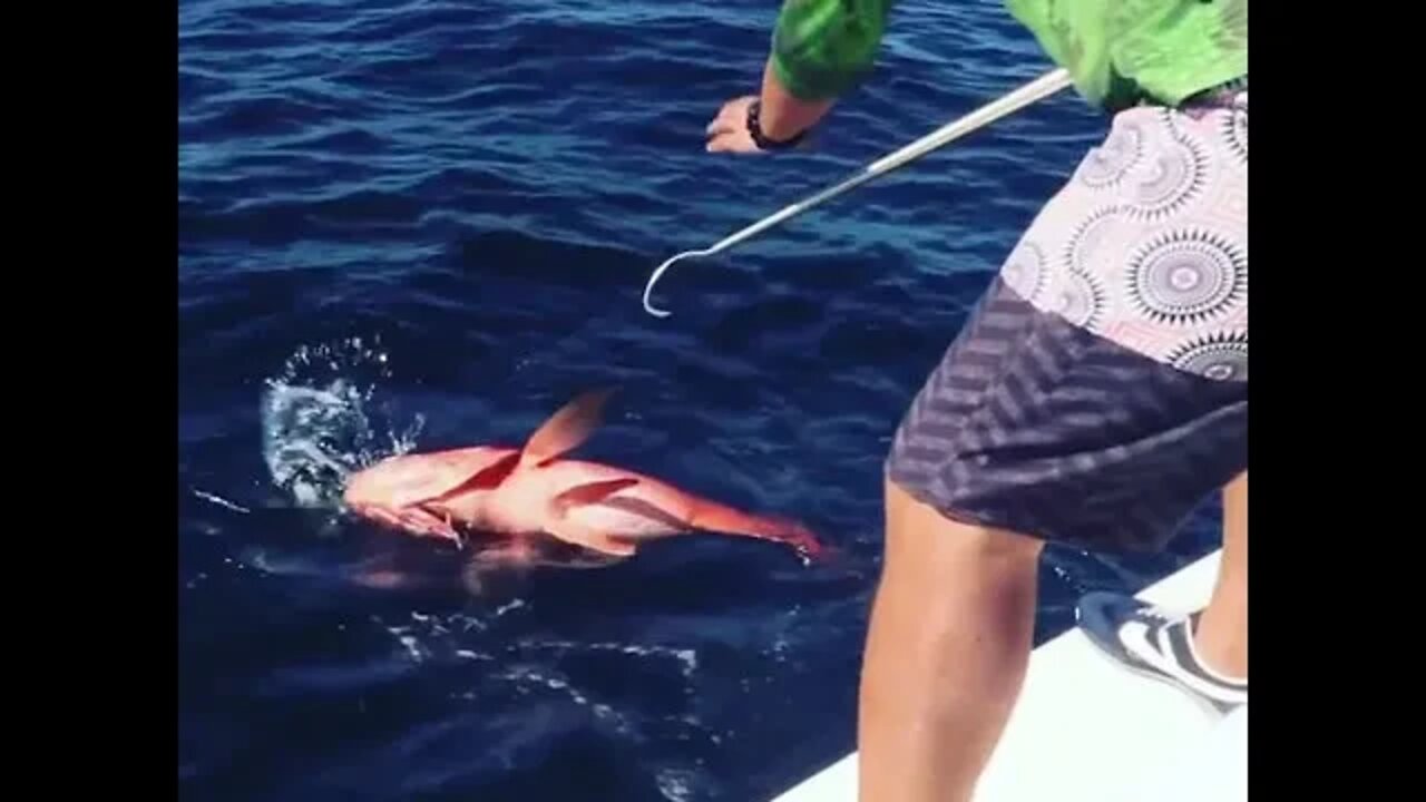 Northern Red Snapper