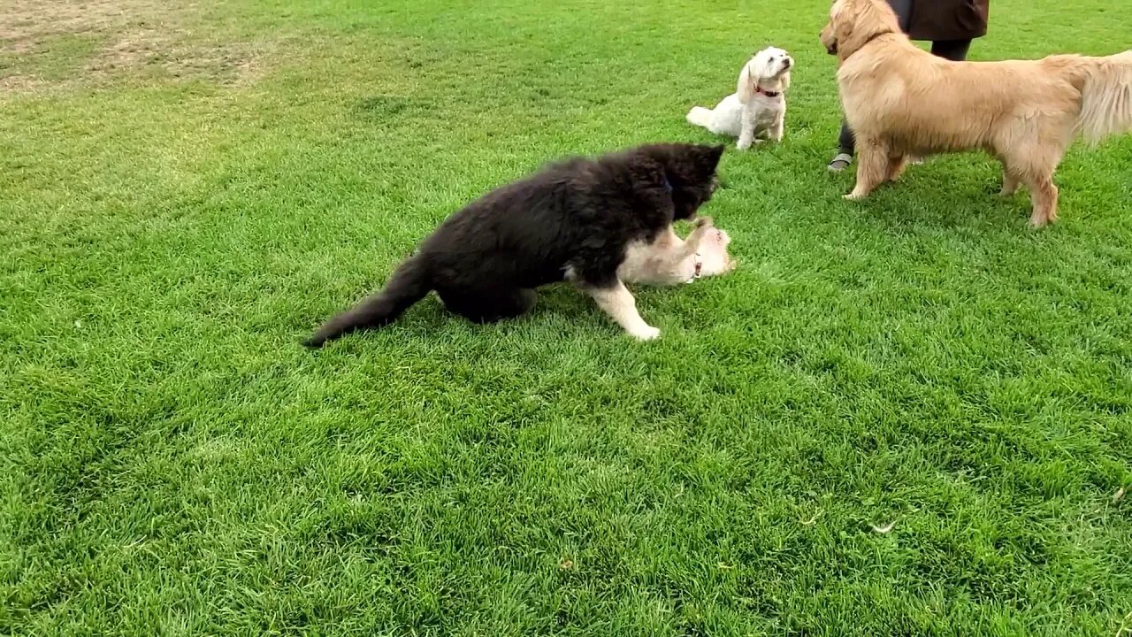 Ares Jack Russell wrestles with heavy weight Malamute!! 😆