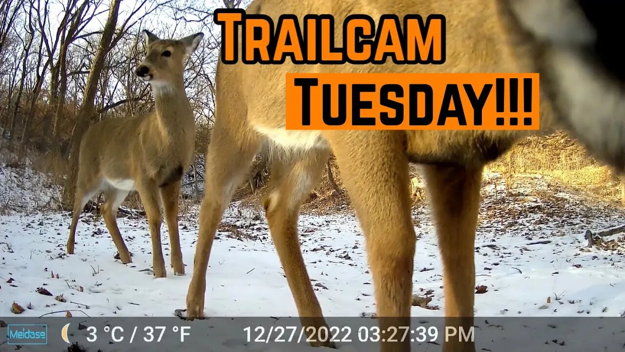 CAUGHT On CAMERA!!! (Trailcam Footage)