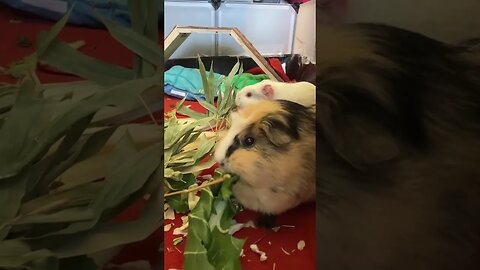 Guinea pigs snack time