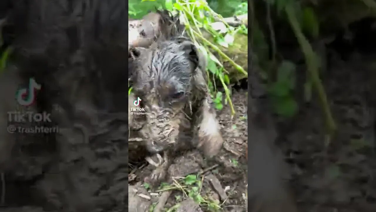 Happy Dog that doesnt behave