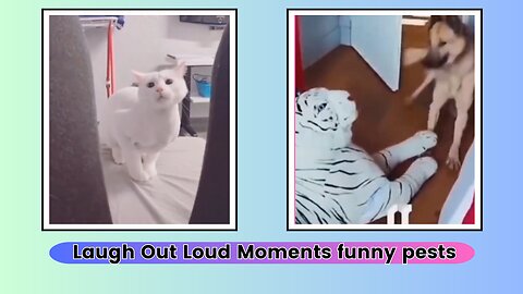 Non-Stop Laughter with Funny Pets clips | Funny video of pets