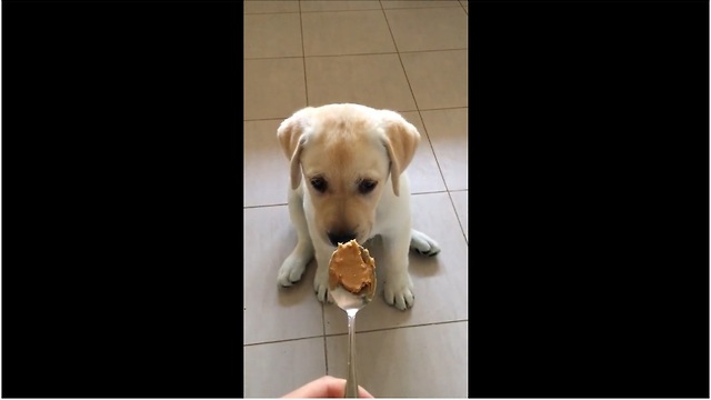 Sweet Lab Puppy Is Confused By Harmless Peanut Butter