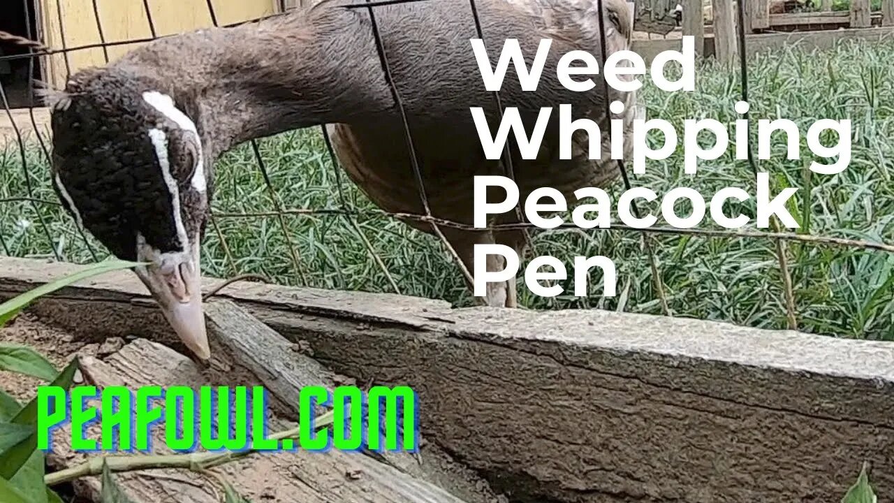 Weed Whipping Peacock Pen, Peacock Minute, peafowl.com