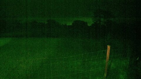 Night Vision Live Webcam Coyote Watch