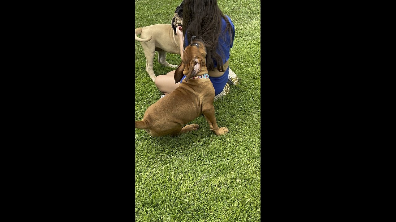 Kid getting crazy puppy treatment