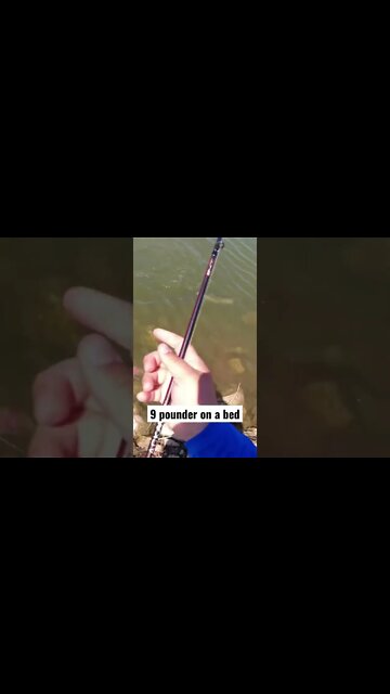 9 Pound Bass on White Chatterbait