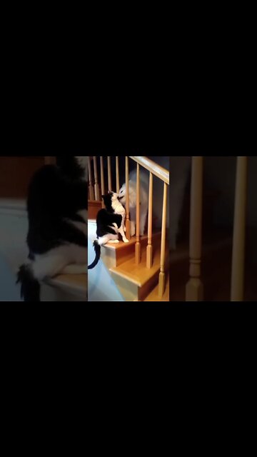 funny videos, addictive comedies #012