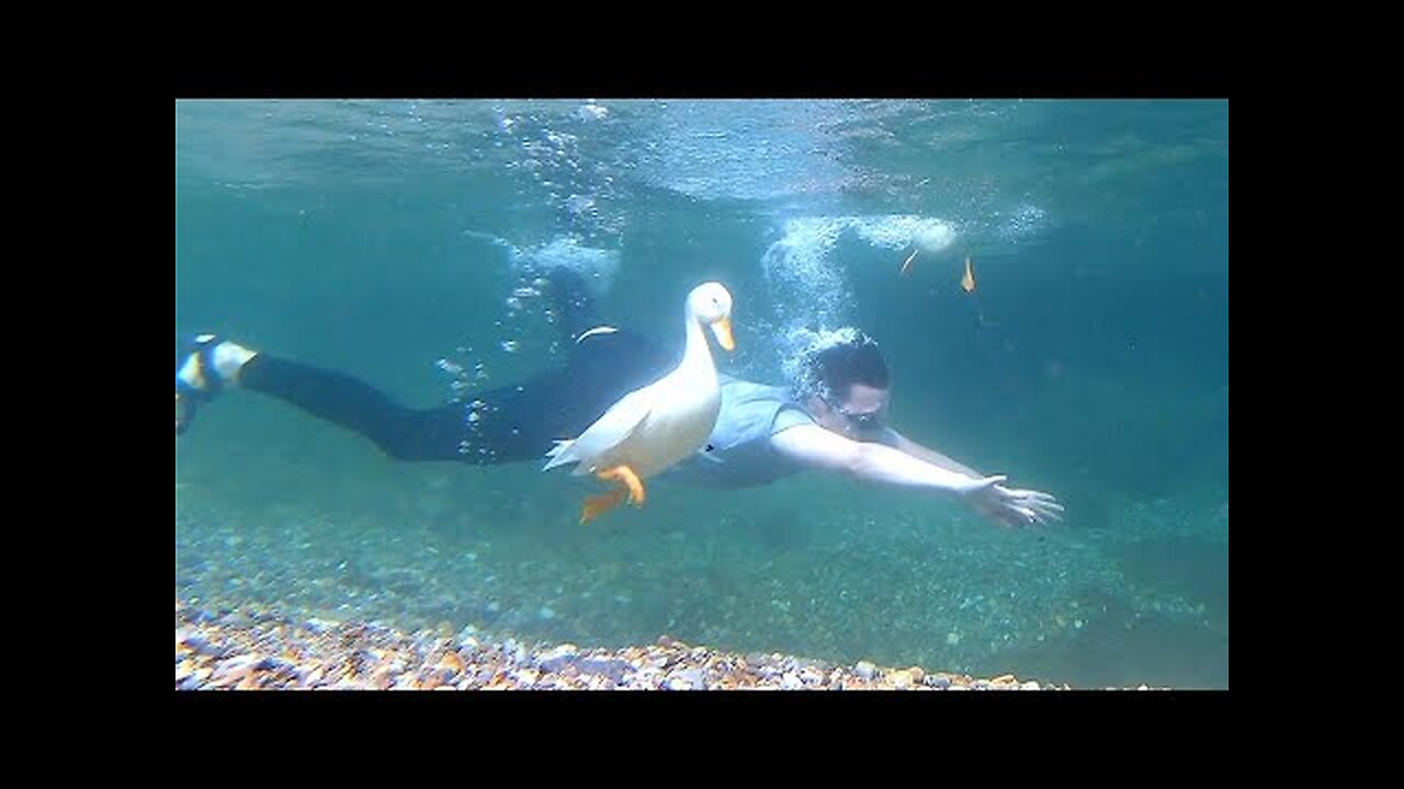 Diving with my pet duck