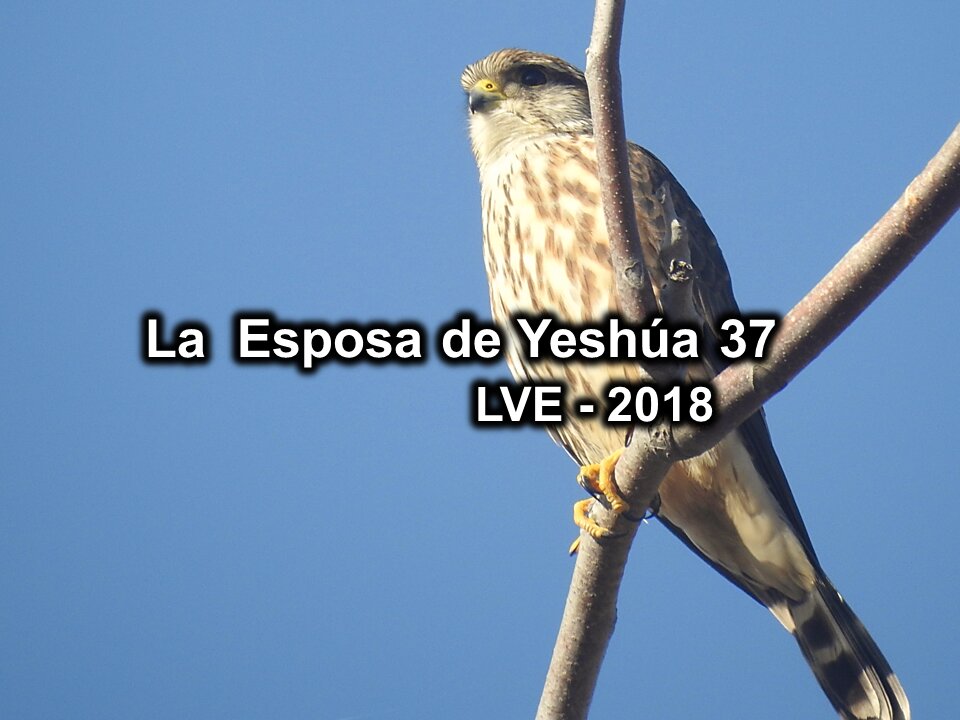 La Esposa de Yeshúa 37 - YHWH Ekjad 16