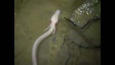Olm (Proteus anguinus)