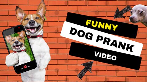 🐶Funny Dog Prank Video - How Do The Dogs React To The Fake Tiger Doll?