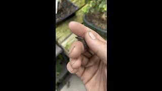 Found a friend
