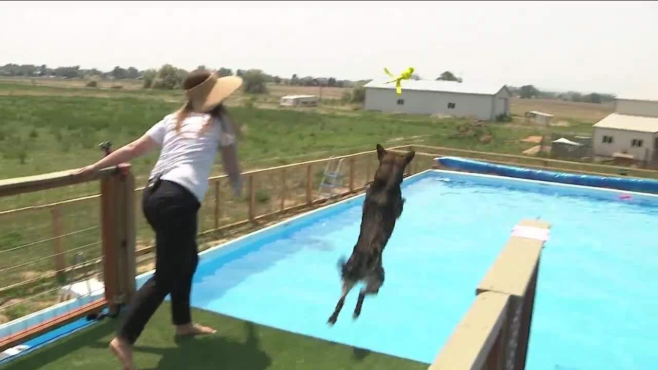 Erie couple opens pool to teach dogs how to dock dive