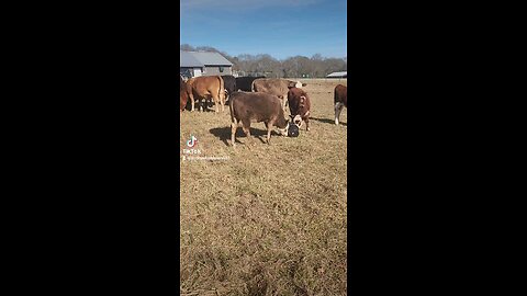 Cow and calf playing with buckets.