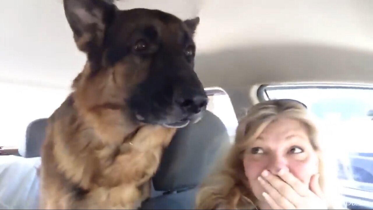 German Shepherd dog suddenly realizes he is at the vet🤣 Funny Dog's Reaction