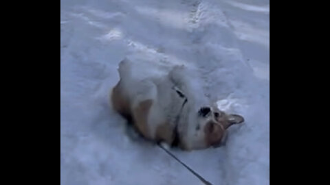 Naughty naughty corgi doesn't want to go home