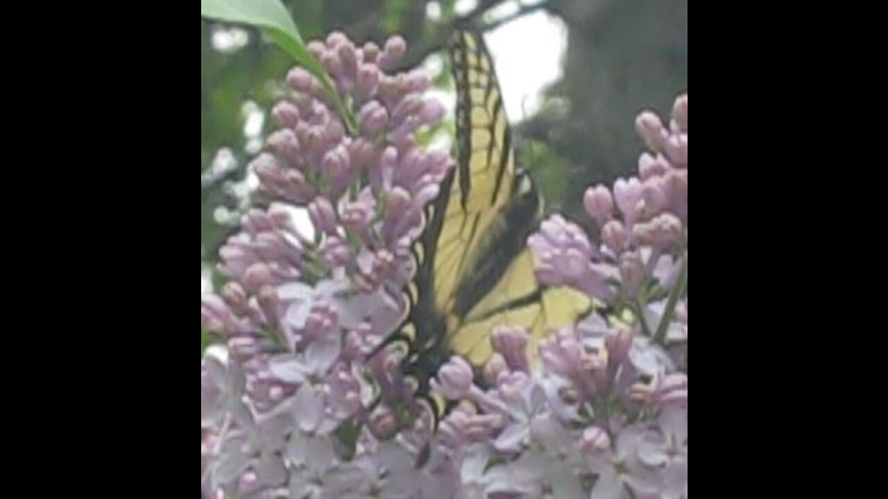 Canadian Tiger Swallowtail Butterfly