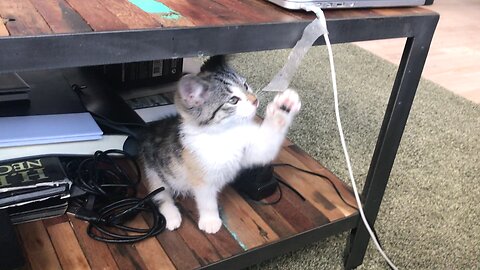 Fun cats