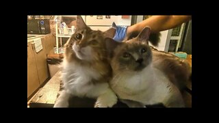 Grumpy Kitty & Chill Brother - Mugsy & Shooter