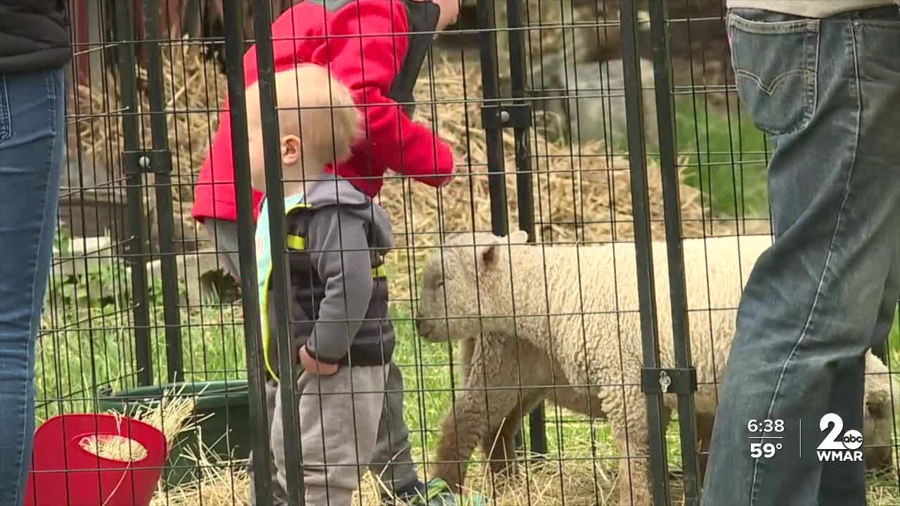 Harford County dairy farm hosts egg hunt, petting zoo for local kids