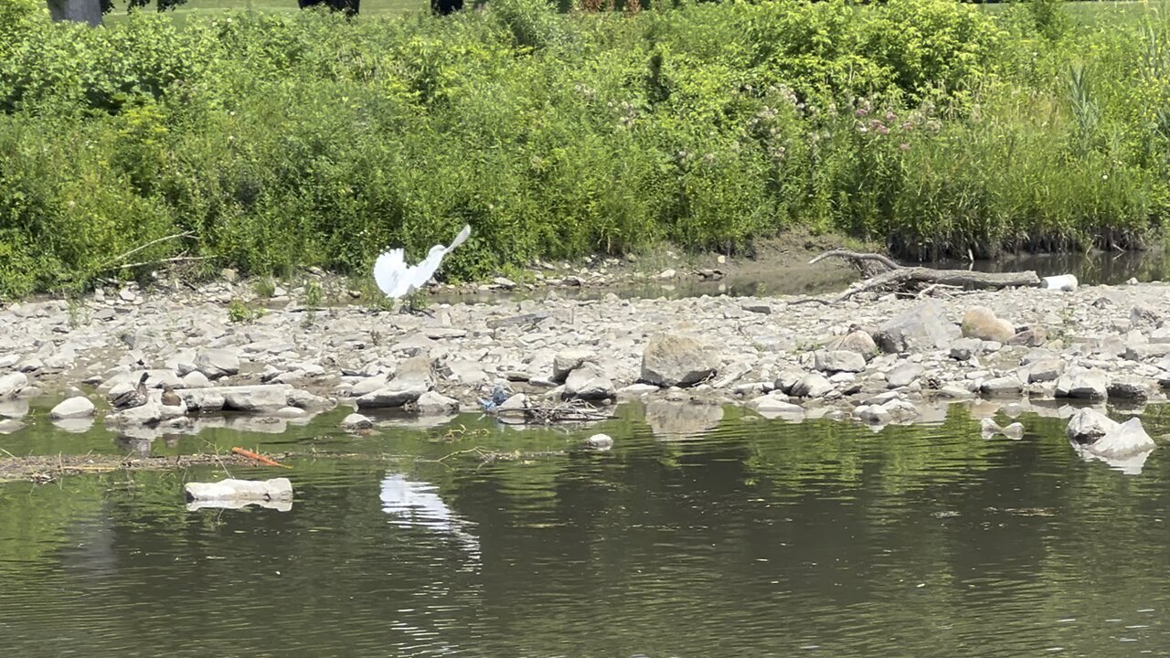 The Great White Egret has landed